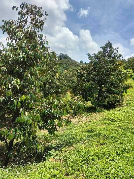 Farm sầu riêng 1,3ha tại Hà Lâm, Đạ Huoai giá 3.5 tỷ - Đầu tư sinh lời hấp dẫn!