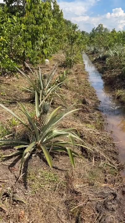 Đất vườn cây ăn trái Phú An 1500m² giá 2.95 tỷ - Đường ô tô vào tận nơi!