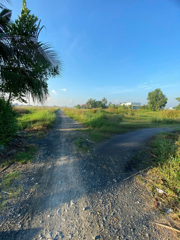 Đất thổ cư 288m², tổng diện tích 974m² tại Nhựt Chánh - Giá 2,5 tỷ!