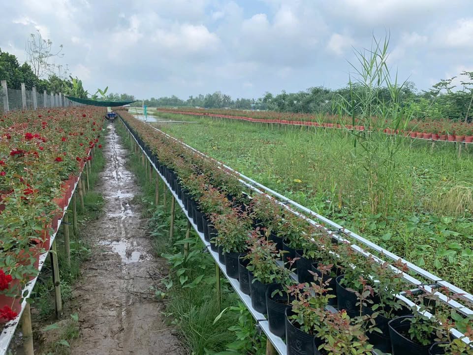 Đất nền phường Tân Hạnh 1,4 công giá 1,4 tỷ - Vị trí đắc địa cho nghỉ dưỡng!