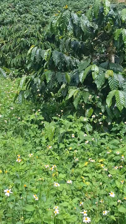 Farm Lâm Bô Phúc Thọ 4ha giá 11.04 tỷ - Đầu tư sinh lời hấp dẫn!