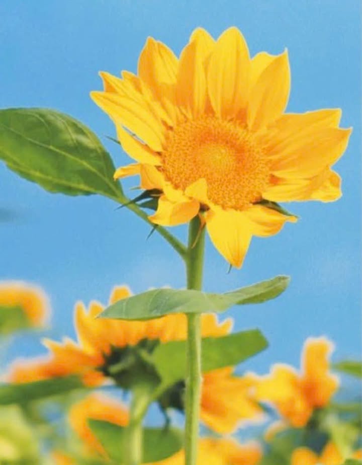 Nhà mặt tiền Bình Nhâm 100m² giá 3.8 tỷ - Vị trí kinh doanh lý tưởng!