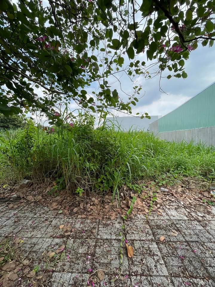 Đất nền Khu Dân Cư Thổ Đế, Bình Đức, An Giang - Giá 1.2 tỷ, Sổ hồng chính chủ!