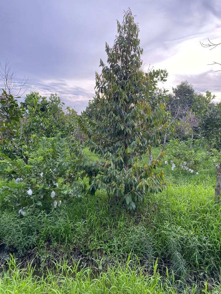 Đất nền Mỹ Lợi A, Cái Bè 2750m² giá 800 triệu - Cơ hội đầu tư hấp dẫn!