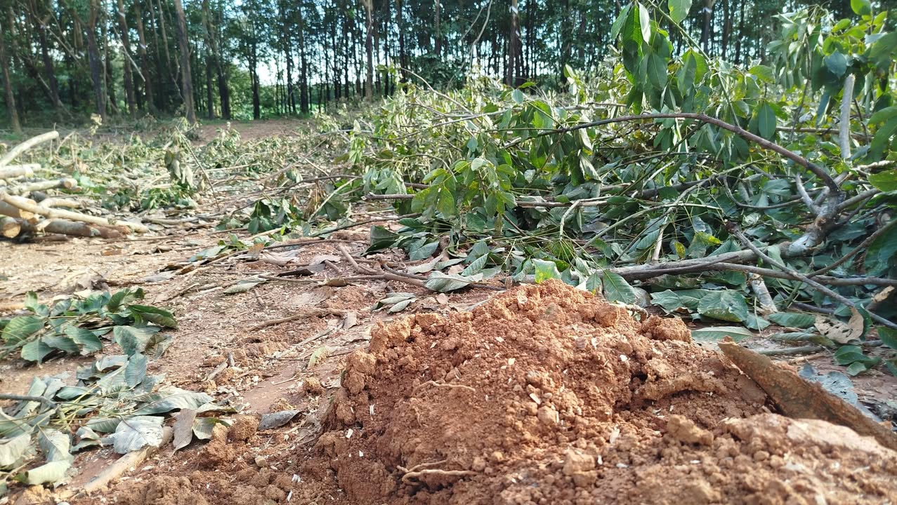 Đất đỏ 2,7 mẫu tại Túc Trưng, Định Quán - Cho thuê dài hạn, giá thỏa thuận!