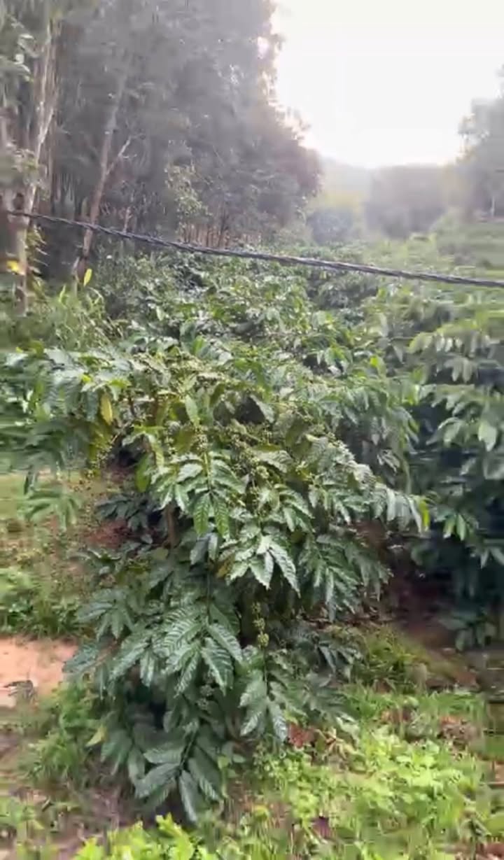 Đất Farm 5000m² tại Đăk Hà giá 1 tỷ - Sổ hồng chính chủ, đầu tư sinh lời!