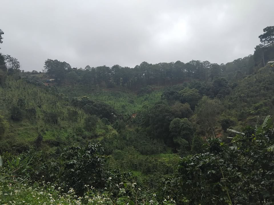 Đất nền Xuân Thọ Đà Lạt 1500m² giá 1.7 tỷ - Cơ hội đầu tư tuyệt vời!