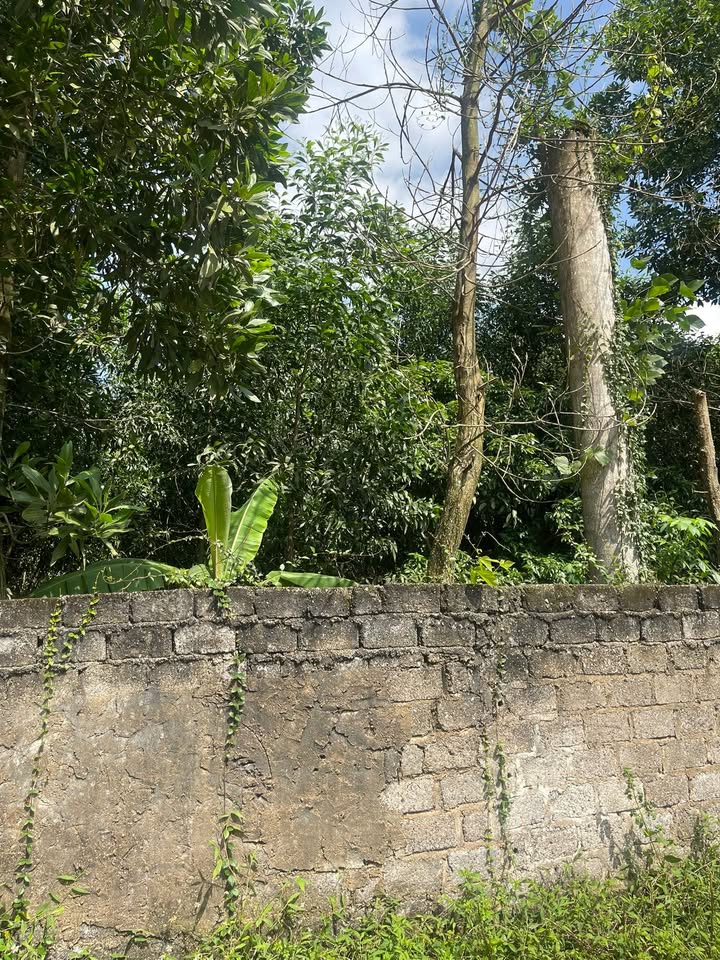 Đất mặt đường Tỉnh Lộ Yên Thế Bắc Giang 200m² giá 400 triệu - Cơ hội đầu tư hấp dẫn!