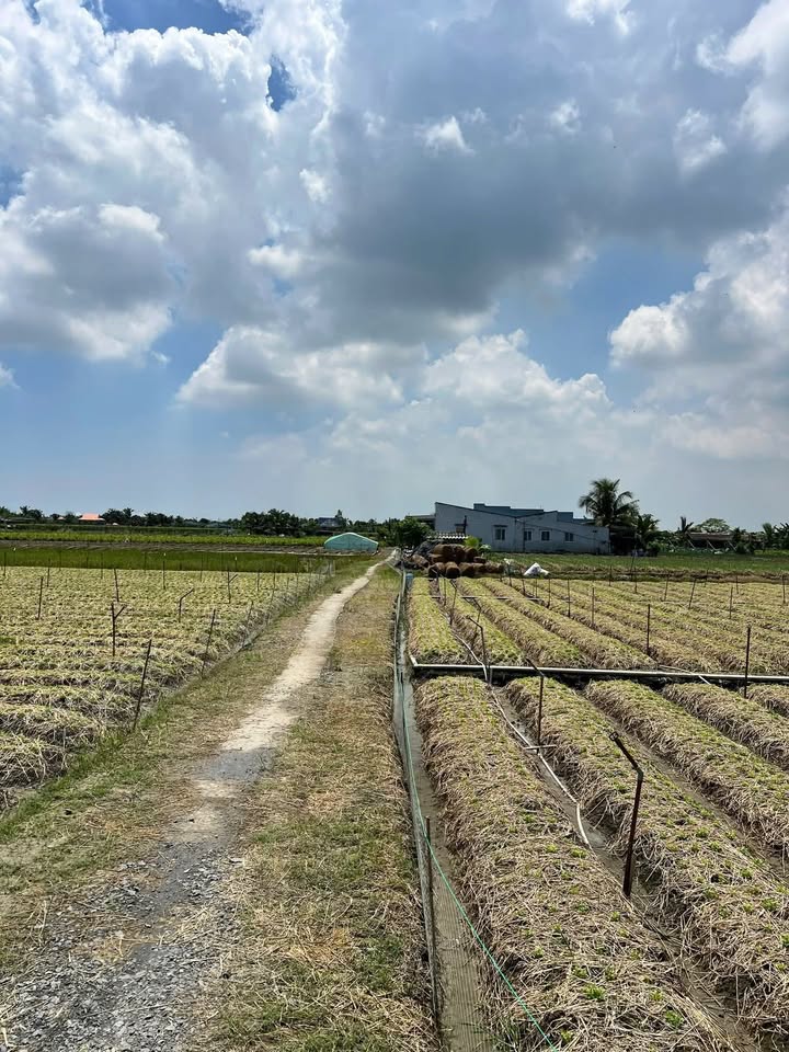 Đất nền 1300m² tại xã Tân Tây, giá 480 triệu - Xây nhà vườn lý tưởng!