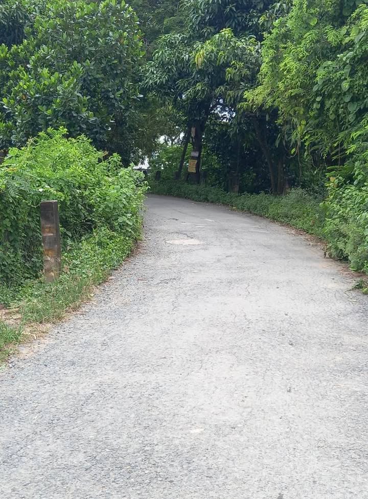 Farm 8500m² tại Tân Thạnh, Đồng Tháp - Vườn xoài và mít 3 năm tuổi, giá 2.5 tỷ!