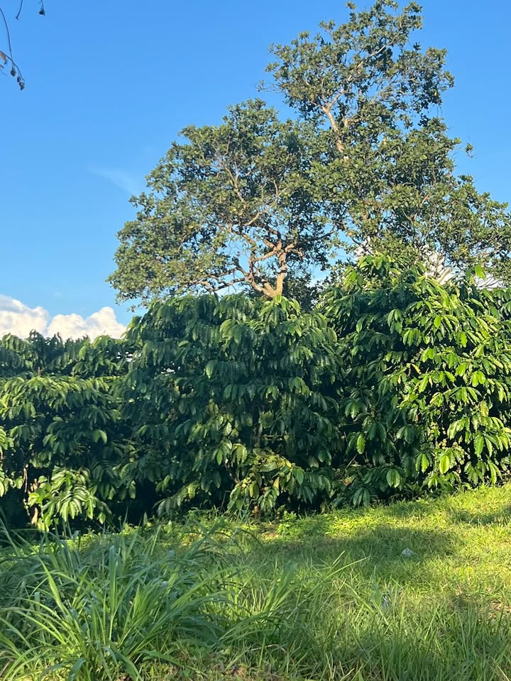 Đất nền 7500m² tại Quảng Tín Đắk Nông giá 1.75 tỷ - Chính chủ bán gấp!