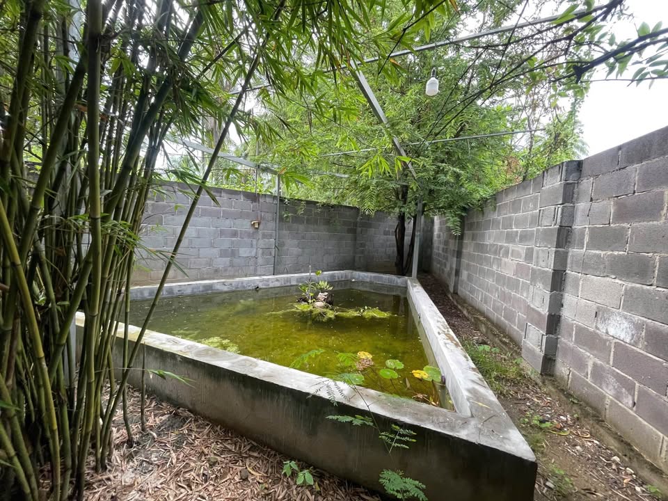 Nhà nguyên căn Hương Lộ Ngọc Hiệp 300m² giá 7 triệu - Không gian xanh mát lý tưởng!