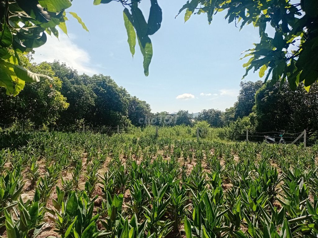 Đất sổ đỏ đường song hành cao tốc Suối Tiên 2500m² - Giá chỉ 4,2 tỷ VND, chính chủ bán gấp!