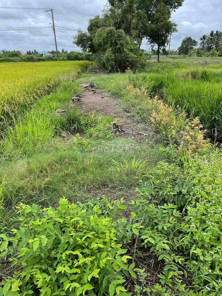 Bán đất vườn cây lâu năm Kênh 10, xã Tân Nhựt 1.000m² - Sổ hồng chính chủ, giá tốt!