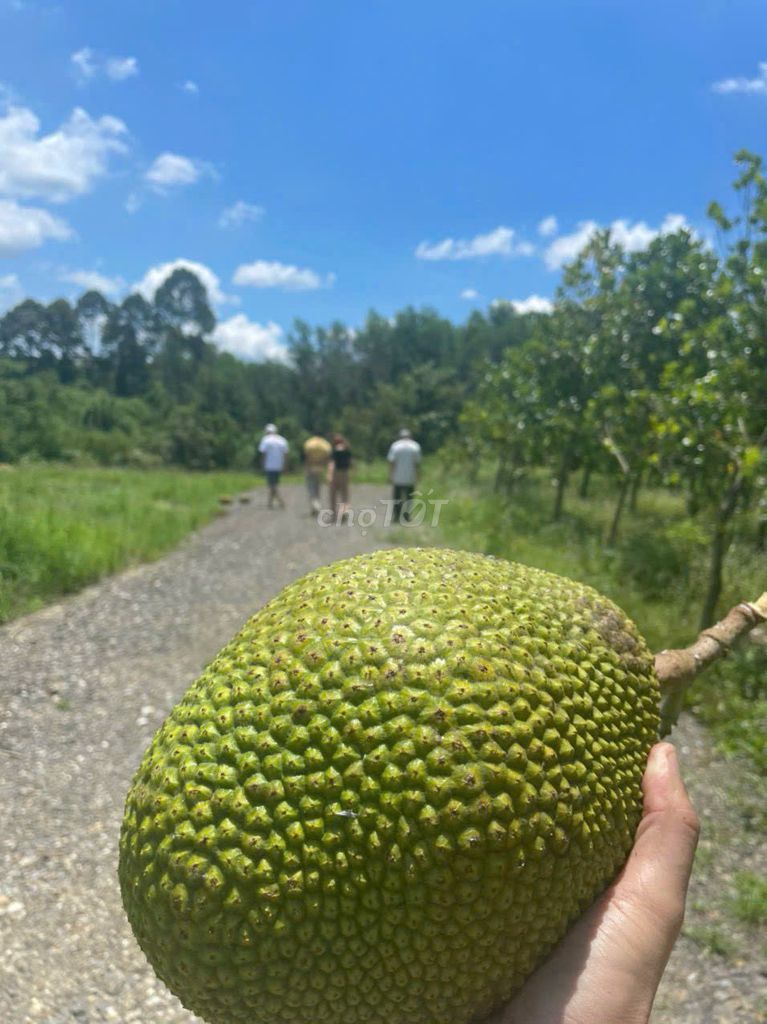 Đất trồng cây lâu năm DT 761, X.Thanh Sơn, Định Quán, Đồng Nai 1018m² - Đầu tư sinh lời lý tưởng!