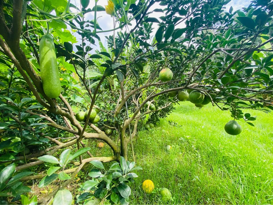 Đất nền Tân Bình - Đồng Xoài 3600m² giá 9.7 tỷ - Sổ đỏ chính chủ