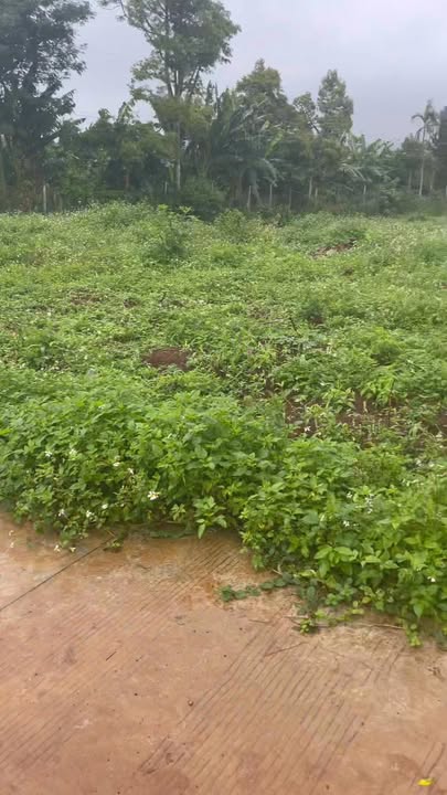 Đất nền Pơng Drang, Krông Búk 1421m² giá 9.9 tỷ - Cơ hội đầu tư hiếm có!