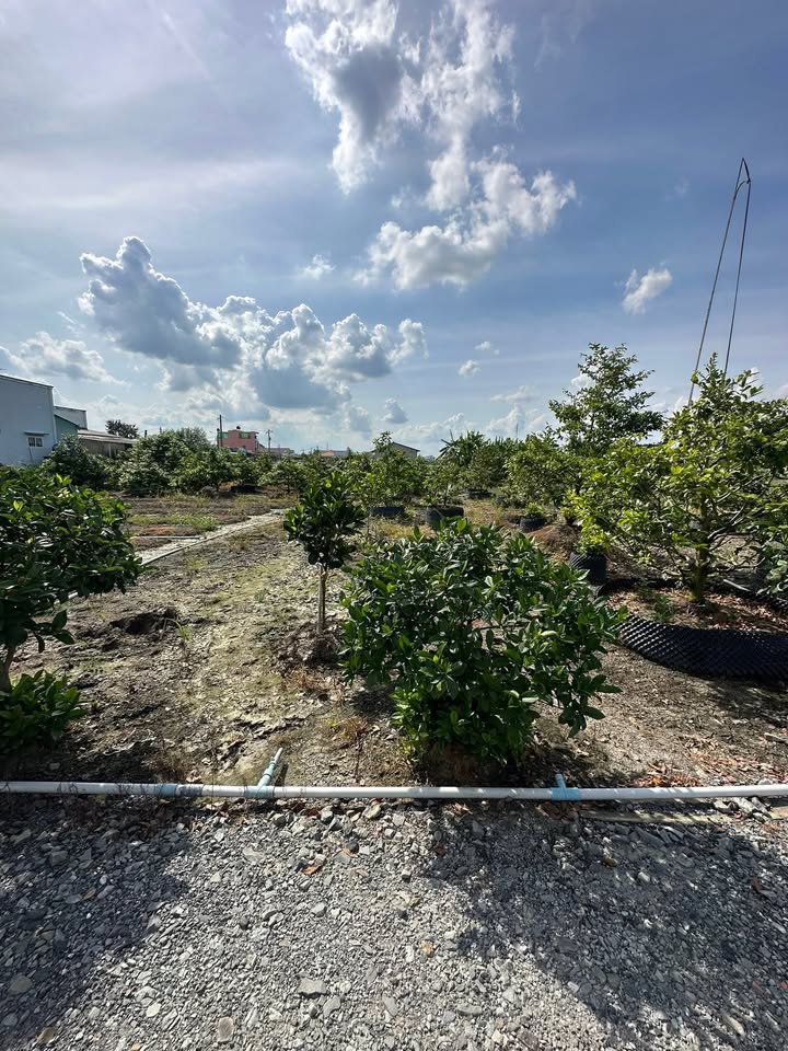 Bán Đất Thổ Cư 148m² + 341m² Vườn Tại Ấp Lộc Trung - Cần Giuộc, Long An - Giá 3.1 Tỷ Thương Lượng