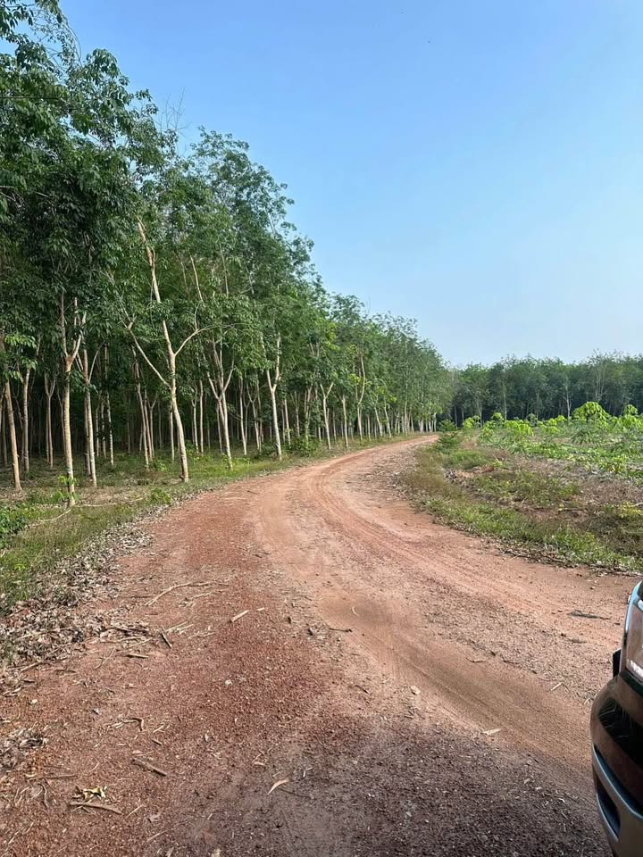 Farm 4,5ha Bình Mỹ Bắc Tân Uyên giá 45 tỷ - Cơ hội đầu tư hấp dẫn!