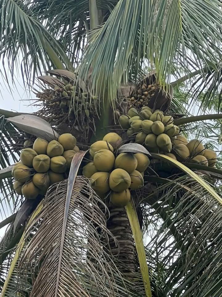 Đất vườn dừa Long Mỹ Giồng Trôm 2010m² giá 700 triệu - Đầu tư sinh lời hấp dẫn!