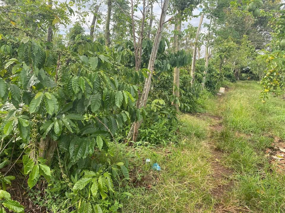 Đất nền xã Ea Blang, thị xã Buôn Hồ 1665m² giá chỉ 4xx triệu - Đầu tư sinh lời ngay!