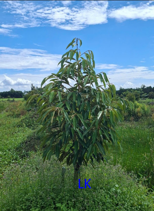 Bán vườn sầu riêng Thái 5.500m² tại Tháp Mười - Giá chỉ 1.485 tỷ VND!