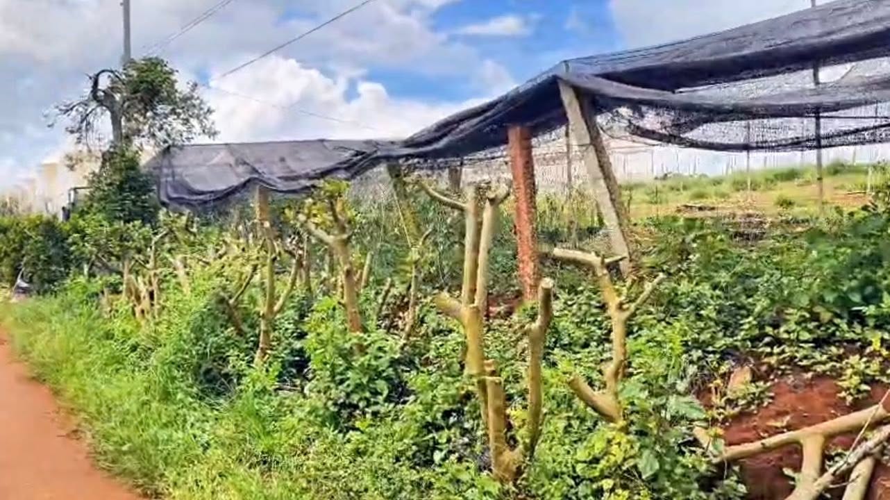 Đất nền Nam Hà 2100m² giá 1.3 tỷ - Hướng Đông, mặt đường 12m