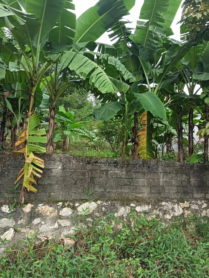 Đất nền Mông Hóa, Kỳ Sơn 600m² chỉ 1 tỷ - Cơ hội đầu tư tuyệt vời!