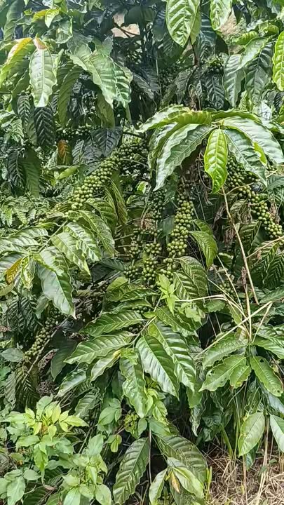 Farm Đam Rông 23,000m² giá 1.9 tỷ - Kinh doanh cà phê sinh lời!