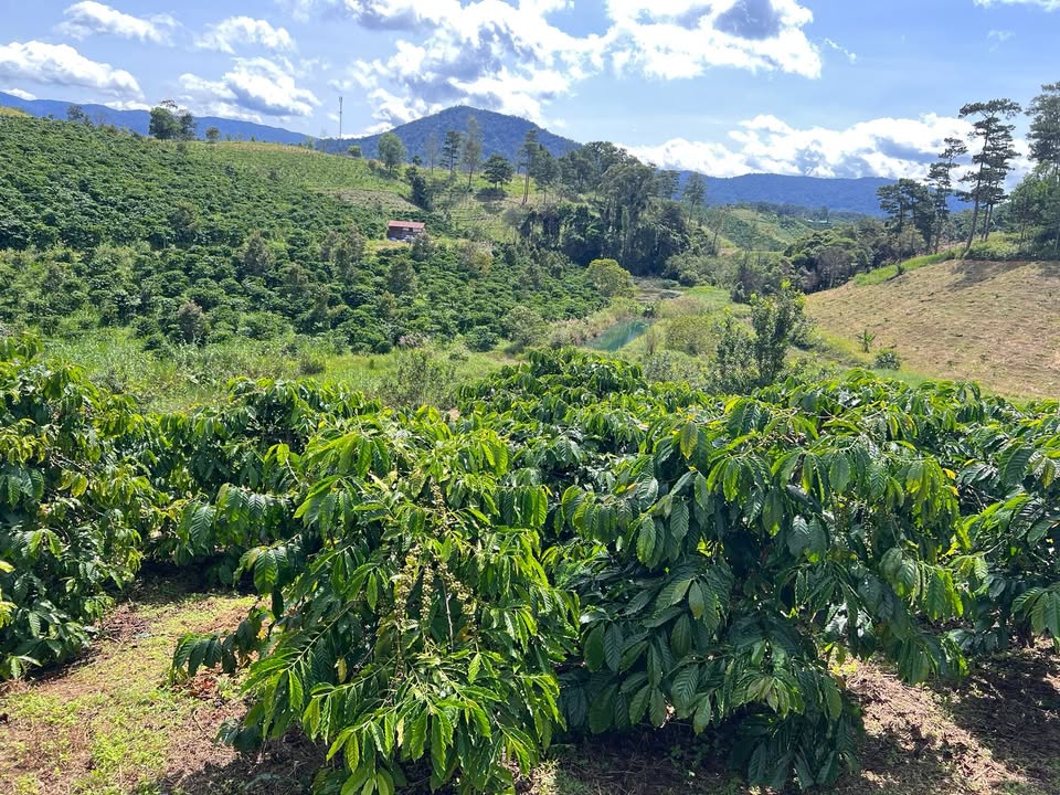 Farm 1ha4 tại Đam Rông, Lâm Đồng giá 2.6 tỷ - Đầu tư sinh lời hấp dẫn!
