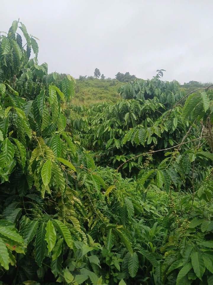 Đất farm 15000m² tại Tân Hà, Lâm Hà giá 1.4 tỷ - Đầu tư sinh lời ngay!