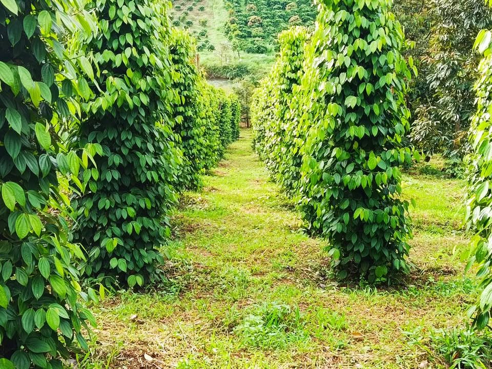 Bán Rẫy tại Xã Đức An, Huyện Đức Trọng, Lâm Đồng - 3ha, Giá 6.5 tỷ, Đầu tư sinh lời!