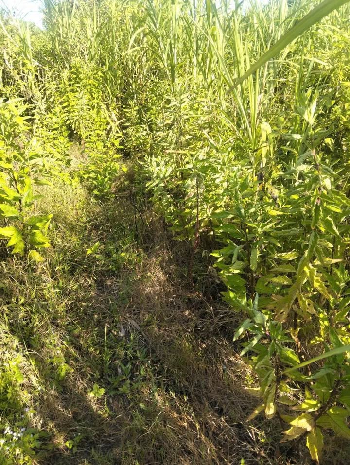 Đất rẫy 12.000m² xã Mỹ Đức, Châu Phú - Cần bán gấp chỉ 630 triệu!