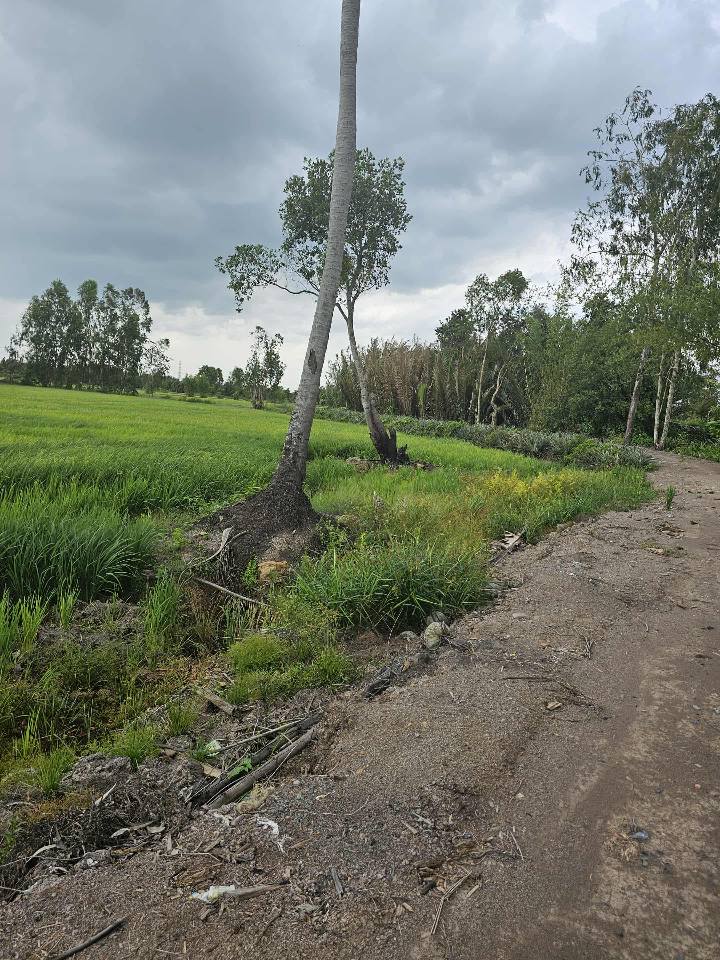 Đất Farm 5500m² tại Đức Hòa, Long An giá 3.45 tỷ - Đường xe hơi tới nơi!