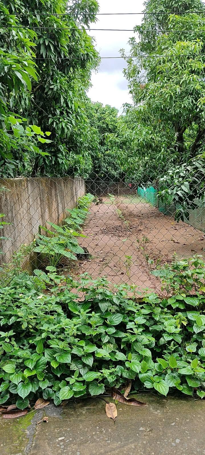 Đất nền Tân Thuận Tây 150m² giá 600 triệu - Sổ hồng riêng, vị trí yên tĩnh!