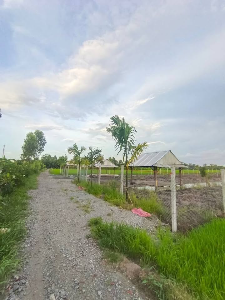 Đất nền 1 công tại Châu Đốc, An Giang - Giá chỉ 650 triệu!