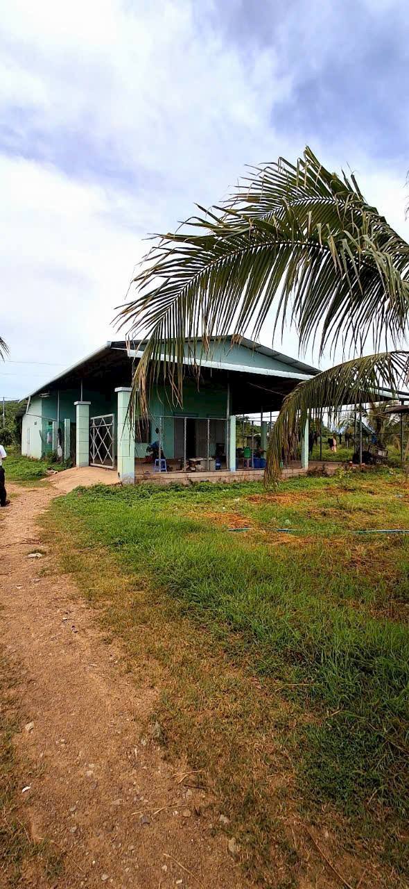 Nông trại 5,4ha tại Hàm Thuận Bắc - Đầu tư sinh lời ngay!