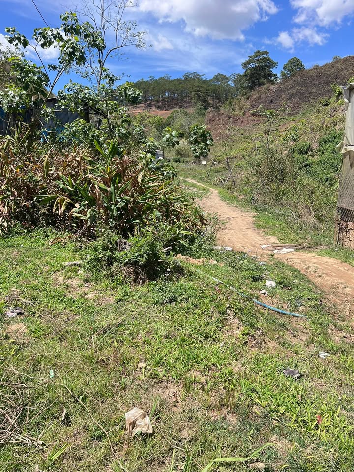 Đất liền nhau 1600m² tại Đà Lạt 4,5 tỷ - View đẹp, gần cổng chào Măng Line!