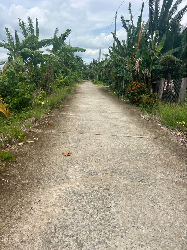 Đất trồng sầu riêng 2460m² tại Cái Nhum, Mang Thít - Giá chỉ 800 triệu!