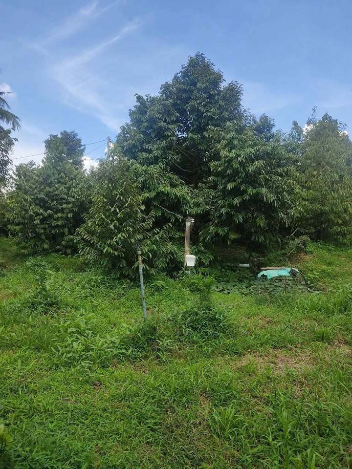 Đất nền 2600m² xã Phú Sơn, Chợ Lách, Bến Tre - Giá 580 triệu - Cơ hội đầu tư hấp dẫn!