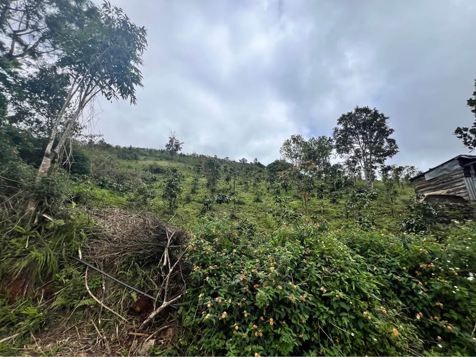 Đất nông nghiệp 4900m² tại Lang Biang Đà Lạt - View đồi thông đẹp, giá 7.25 tỷ