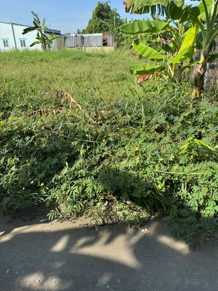 Đất thổ cư 135m² tại xã Tăng Hòa, Gò Công Đông - Chỉ 215 triệu, bán gấp!