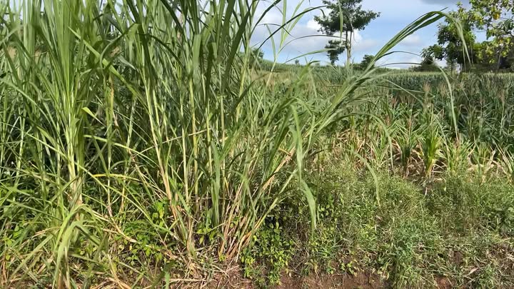 Đất thổ cư 9 sào tại Đắk N'Drót - Giá 40 tỷ, vị trí đẹp, cơ hội đầu tư tuyệt vời!