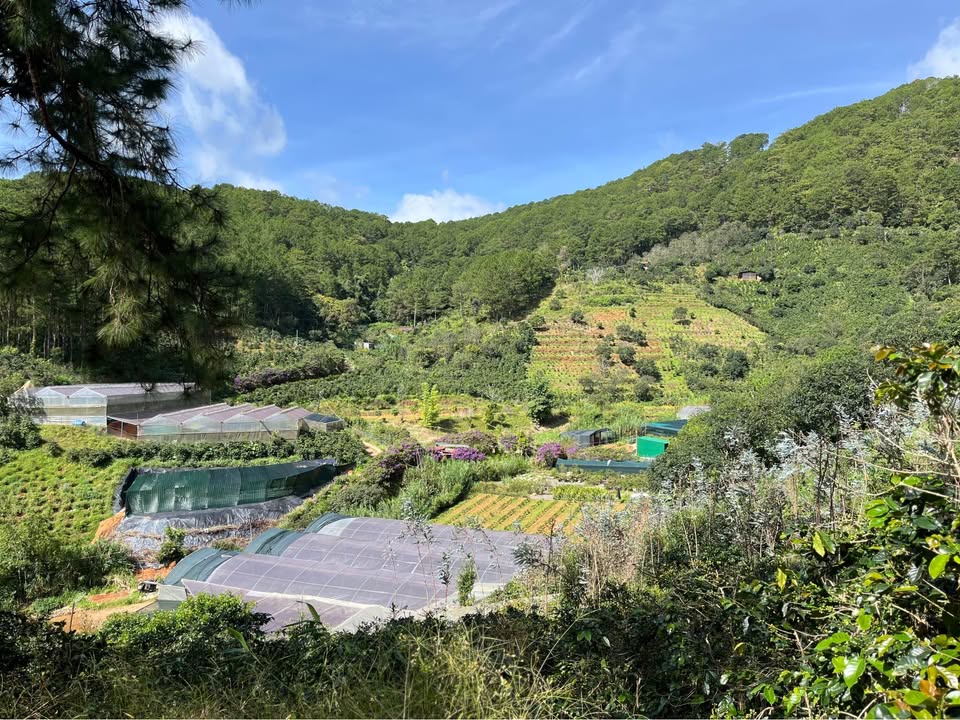 Đất nền 1000m² view rừng thông tại Hoàng Hoa Thám, Đà Lạt - Cơ hội đầu tư hiếm có!