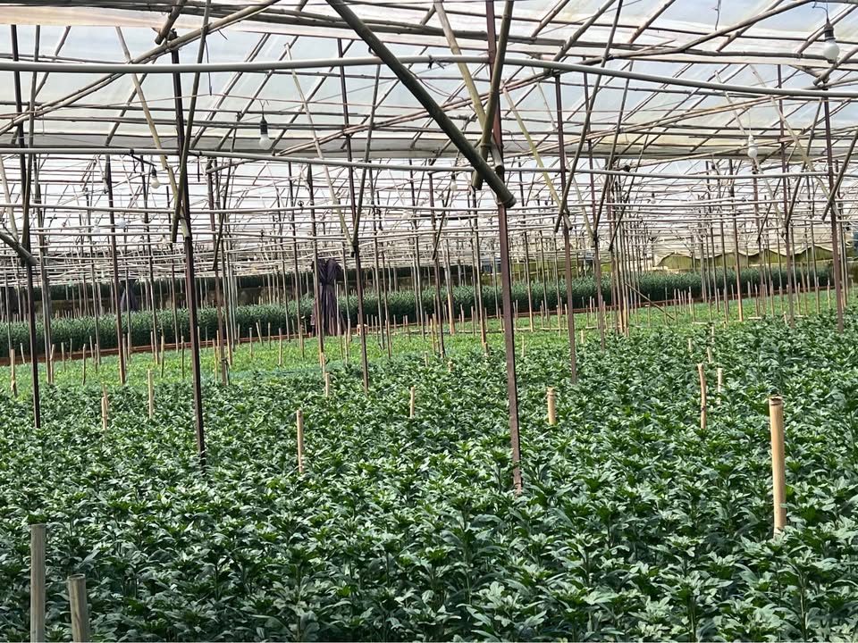 Đất nông nghiệp 580m² tại đường 19/5, Lạc Dương - Sổ đỏ chính chủ, chỉ 3.3 tỷ!