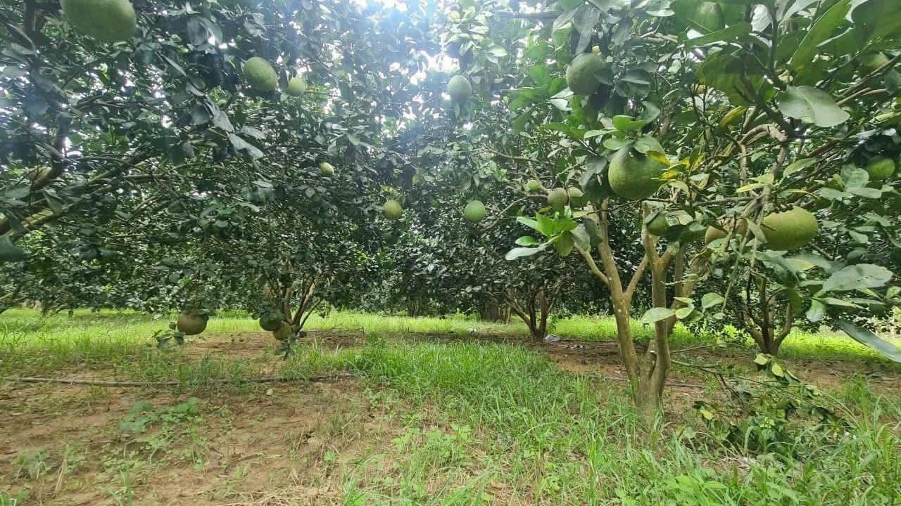 Đất vườn bưởi Khánh Nam 245m² giá 650 triệu - Sổ hồng lâu dài