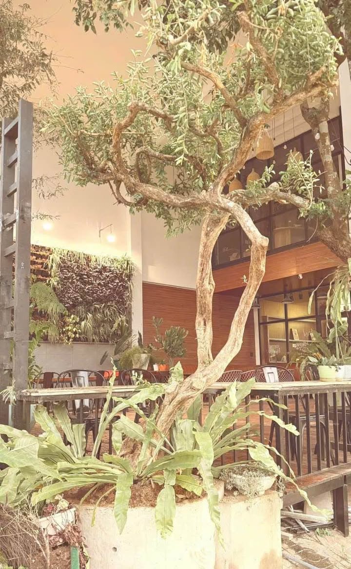 Cho thuê mặt bằng cafe tại Tạ Quang Bửu, Pleiku - Giá chỉ 8 triệu/tháng!