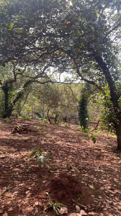 Đất nông nghiệp Phước Tân 30.000m² giá 5.8 tỷ - Tiềm năng đầu tư lớn!