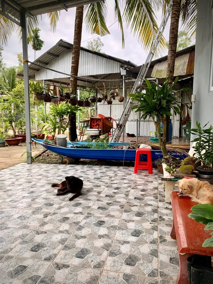 Farm 1300m² tại Trường Lạc, Ô Môn - Ngay cạnh kênh thoáng mát, giá 2 tỷ!