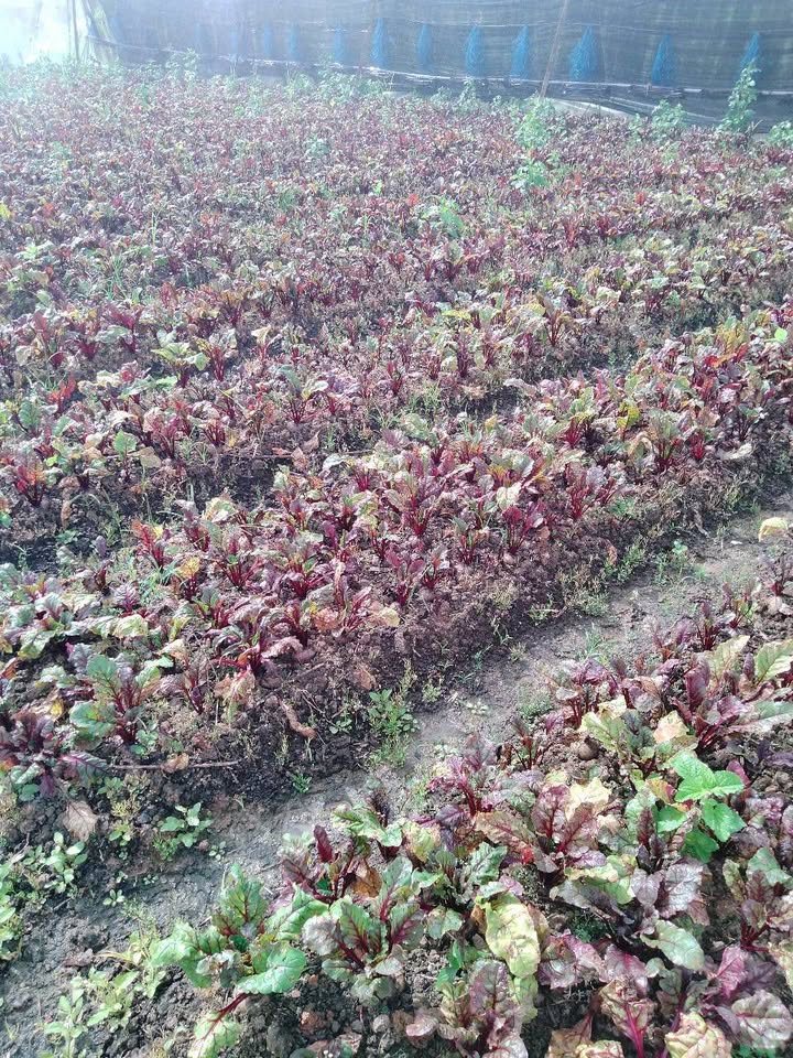 Đất nông nghiệp Thạnh Mỹ Đơn Dương 7200m² - Cơ hội đầu tư tuyệt vời!